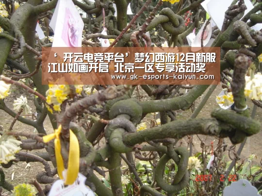  开云电竞官网